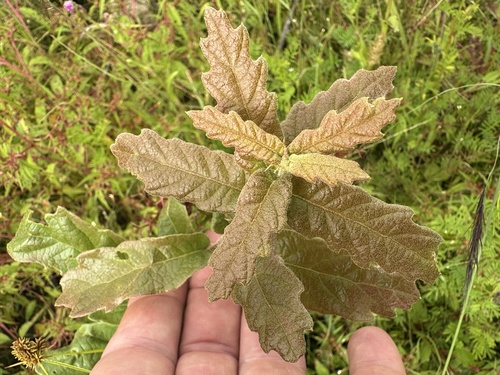 Quercus purhepecha