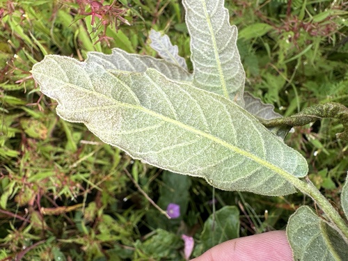 Quercus purhepecha