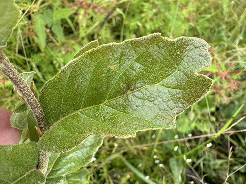 Quercus purhepecha