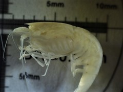 Typhlatya campecheae