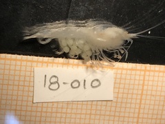 Typhlatya dzilamensis