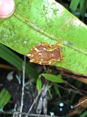 Dendropsophus sarayacuensis