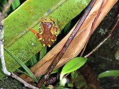 Dendropsophus sarayacuensis