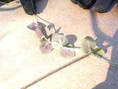 Microspermum gonzalezii