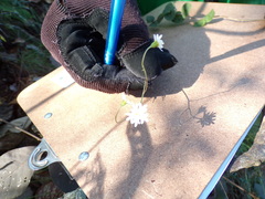 Microspermum gonzalezii