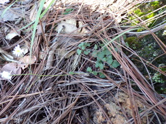Microspermum gonzalezii