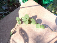 Microspermum gonzalezii
