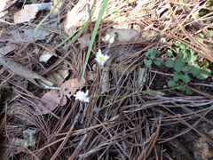 Microspermum gonzalezii