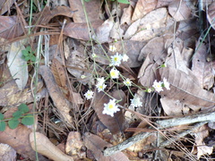 Microspermum gonzalezii