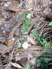 Microspermum gonzalezii