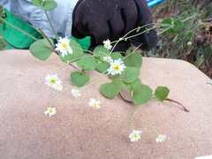 Microspermum gonzalezii
