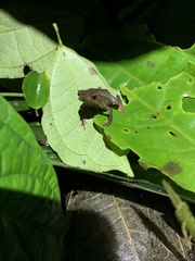 Rhinella festae