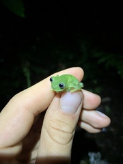 Nymphargus