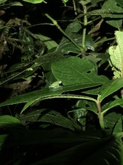Nymphargus