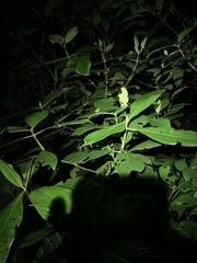 Nymphargus