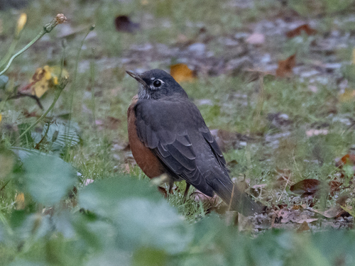 American Robin