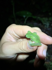 Nymphargus