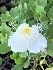 Capparis sandwichiana