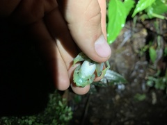 Nymphargus