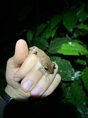 Osteocephalus fuscifacies