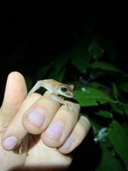 Osteocephalus fuscifacies