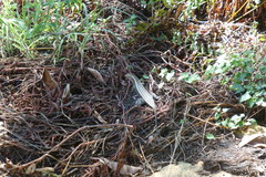 Zonosaurus laticaudatus