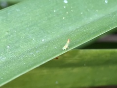 Eucalyptolyma maideni