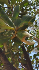 Sapotaceae