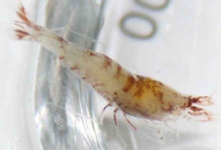 Typhlatya rogersi