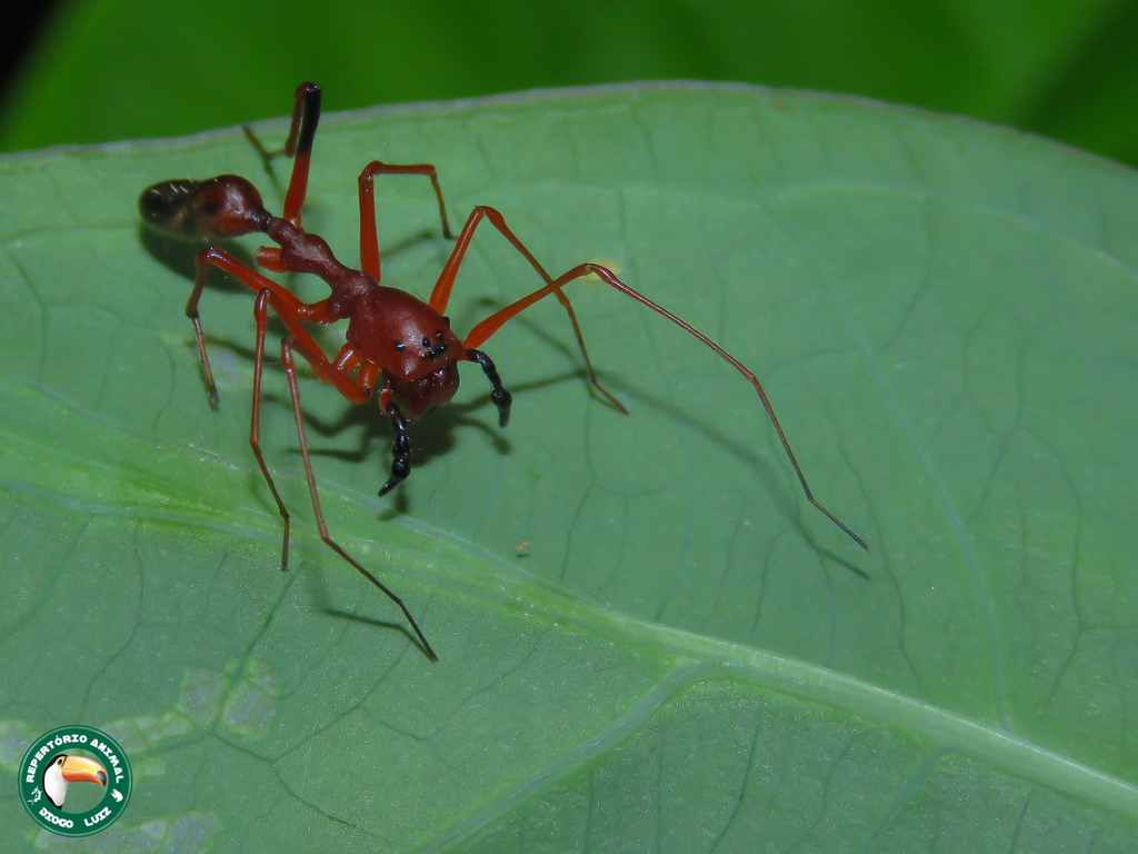Myrmecium rufum