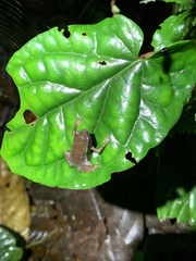 Rhinella festae