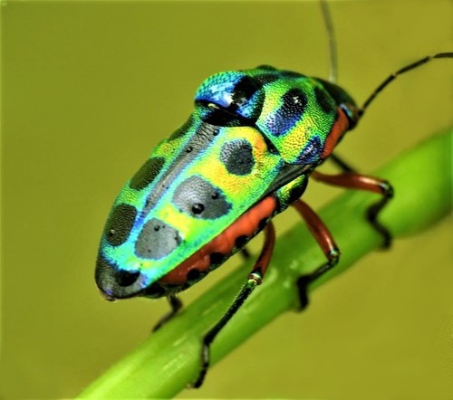 Rainbow Shield Bug