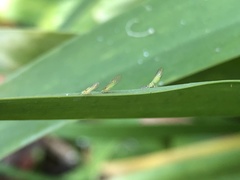 Eucalyptolyma maideni