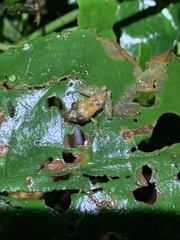 Pristimantis prolatus