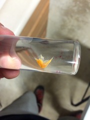 Typhlatya pearsei