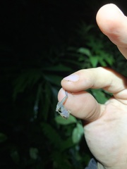 Pristimantis prolatus