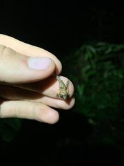 Pristimantis prolatus