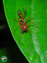 Myrmecium rufum