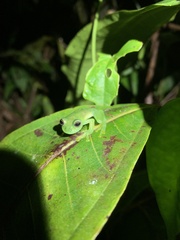 Rulyrana flavopunctata