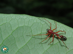 Myrmecium rufum