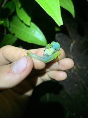 Rulyrana flavopunctata