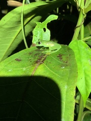 Rulyrana flavopunctata