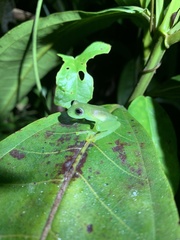 Rulyrana flavopunctata