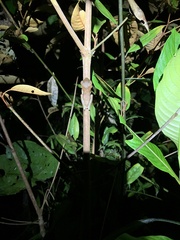 Osteocephalus fuscifacies