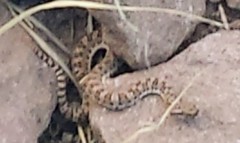 Bothrops ammodytoides