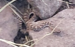 Bothrops ammodytoides