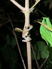 Osteocephalus fuscifacies