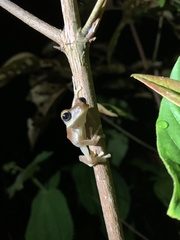 Osteocephalus fuscifacies