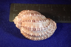 Harpa articularis