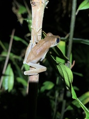 Osteocephalus fuscifacies